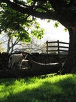 SX22166 Lamb on tree trunk Langdale Campsite, Lake District.jpg